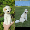 CozyCrochet - Pet Custom Crochet Doll